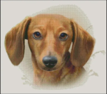 (image for) Red Smooth Dachshund